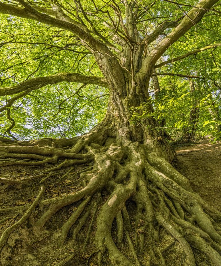 tree, root, forest