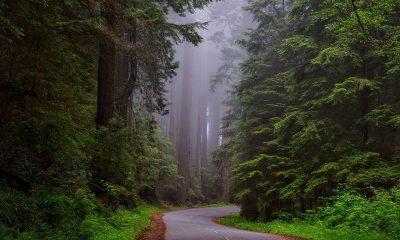 redwood national park, california, landscape